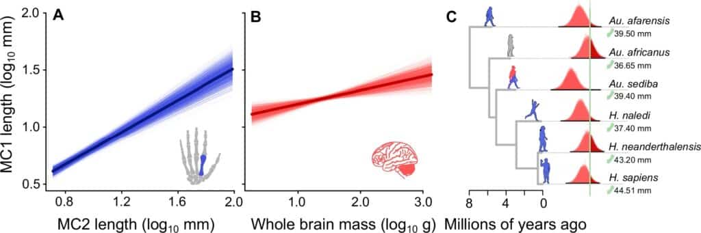 The relationship between thumb length, finger length and brain size in primates.